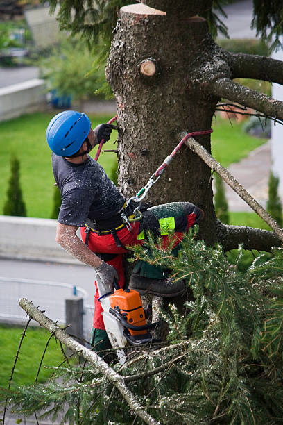 Best Tree Removal  in Mckinleyville, CA